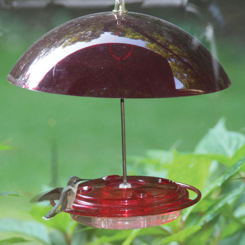 Birds Choice Hummerdome Hummingbird Feeder & Reviews Wayfair